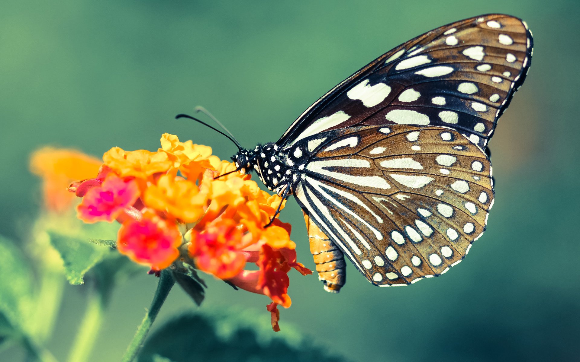 生死战红牛怒吼破瑞士,三笘薰稳如磐石续传奇—足球世界中的唯一性对决