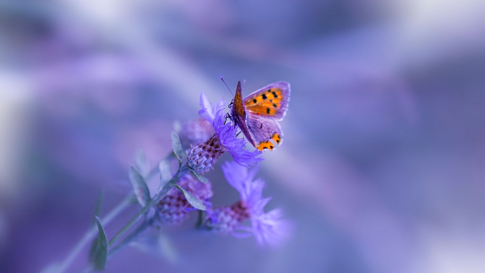 开云体育-孤星闪耀与体系洪流，文班亚马存在感拉满，老鹰战术压制奇才