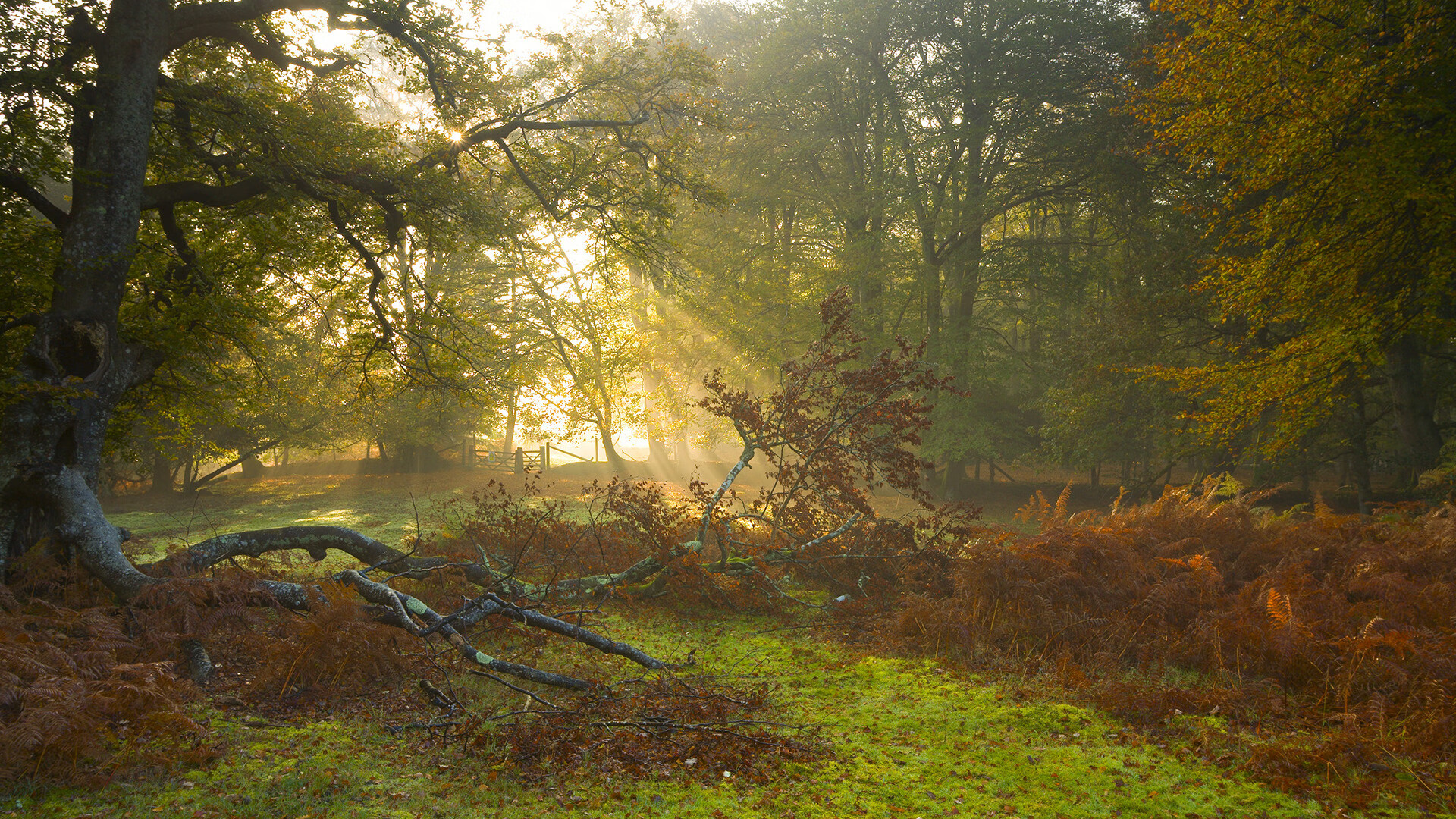 厄瓜多尔神隐记，当挪威队遇见球场上的伊布法则