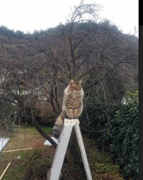 欧冠奇迹夜，阿尔及利亚之刃，刺破利物浦的红色心脏