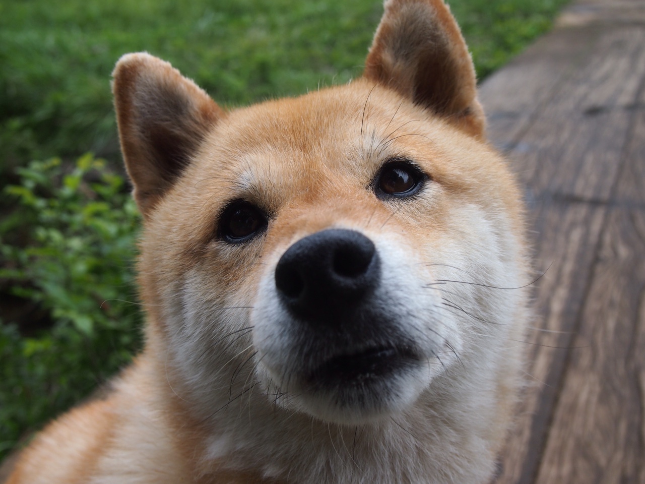 欧冠奇迹夜，阿尔及利亚之刃，刺破利物浦的红色心脏