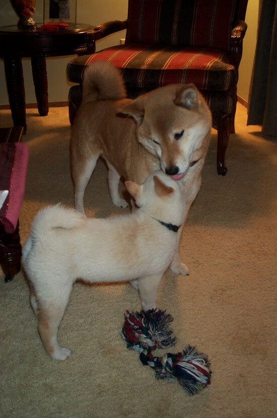 东方壁垒与西方尖刀,从拜仁踏平韩国到厄德高关键进球的现代足球胜利哲学